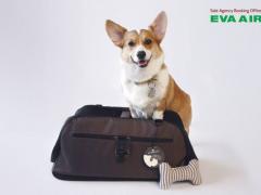 Vận chuyển thú cưng đi nước ngoài EVA Air: Quy định và thủ tục